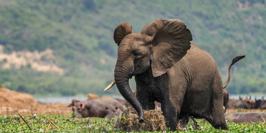 Southern Africa: 9-Day Safari in Botswana and Zimbabwe