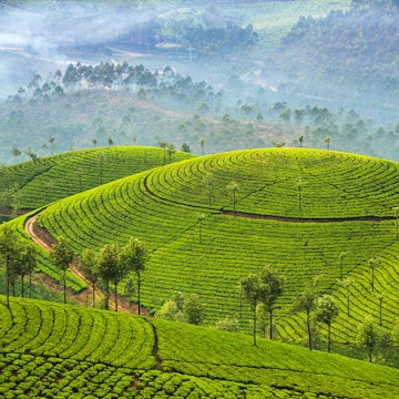 The top 15 things to do in Kerala, India