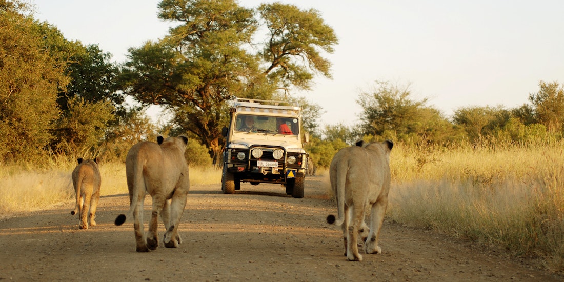 South Africa in 10 Days: Cape Town, Kruger & a Luxury Train Safari